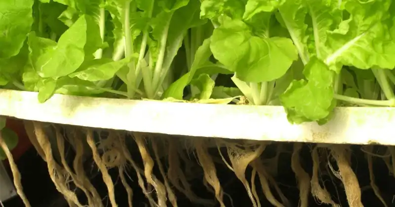 how to grow vegetables in hydroponics