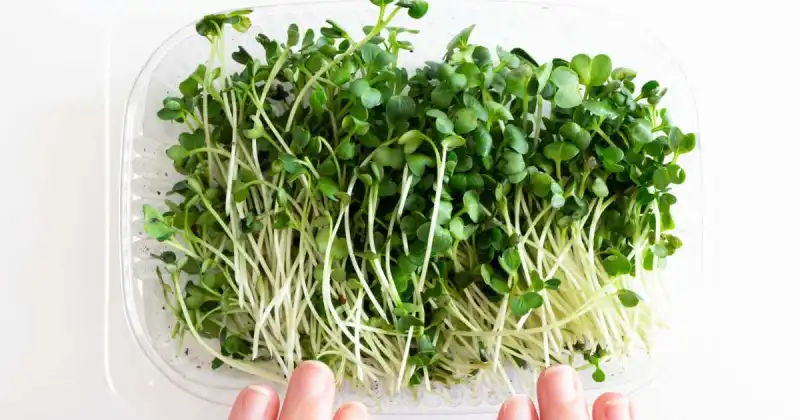 how to keep microgreens fresh