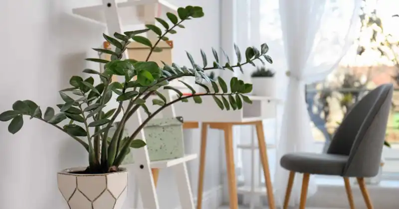 how to keep plants warm in winter indoors
