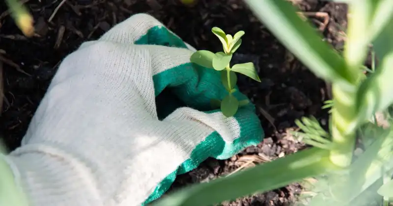 how to keep weeds out of garden naturally
