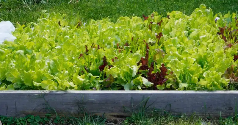 how to plant vegetables in a raised bed