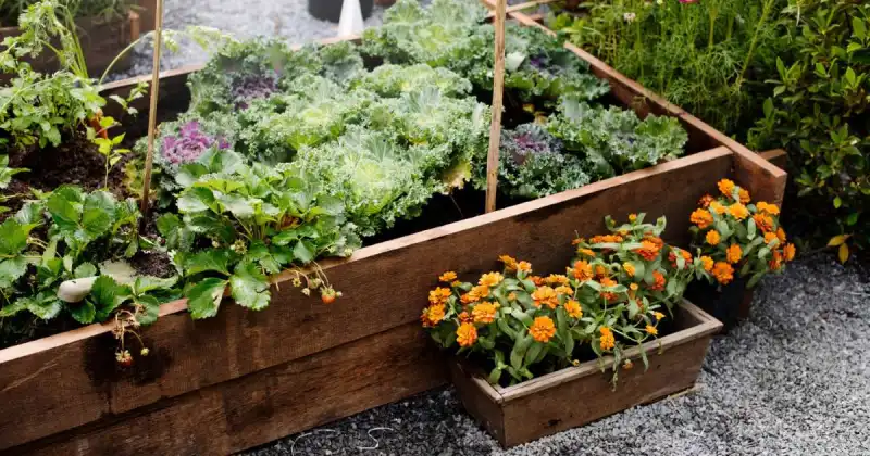 how to raised beds for vegetables