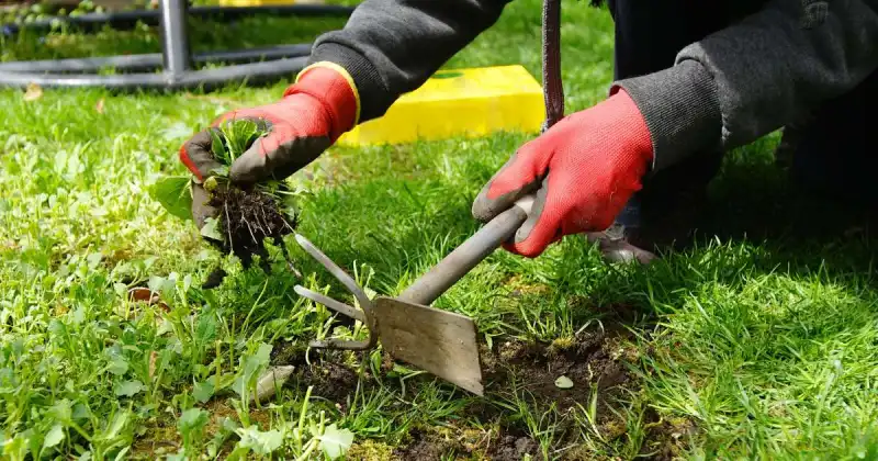 how to remove weeds from garden before planting