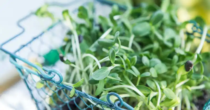 how to store microgreens in fridge