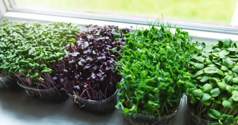 how to tell if microgreens are bad