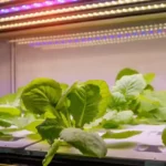 young lettuce sprouts under multi colored grow lights
