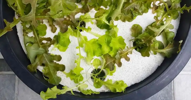 hydroponics vegetable gardening