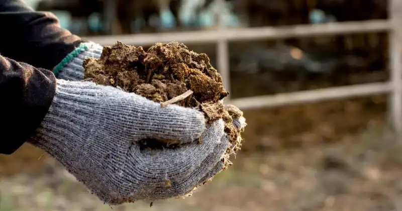 is composted manure safe for vegetable gardens