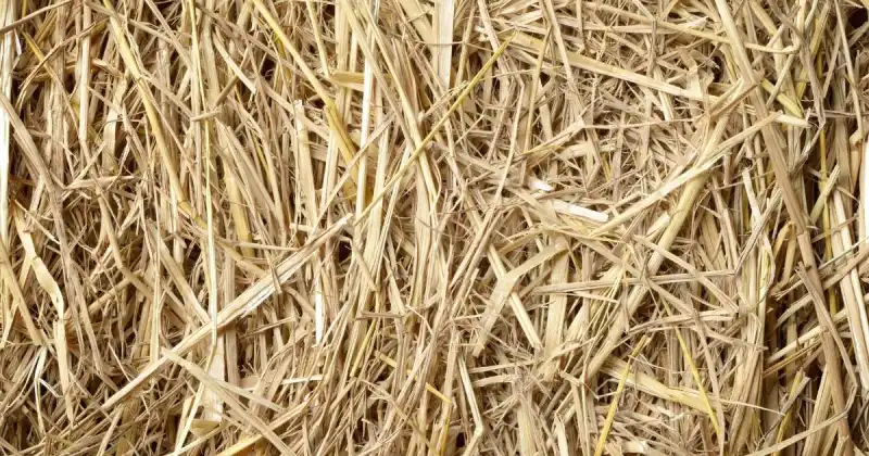 is straw a good mulch for vegetable garden