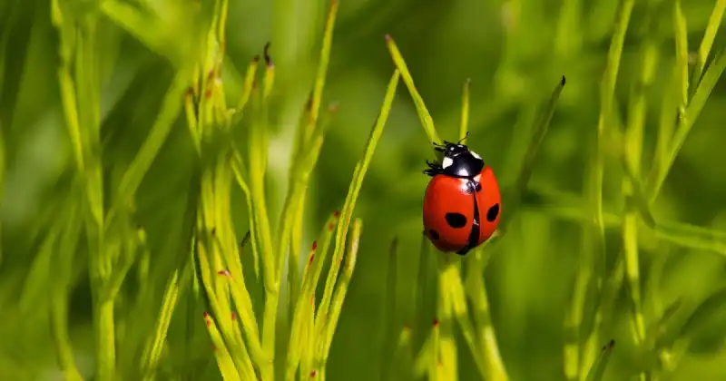ladybugs and aphids symbiotic relationship