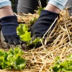 gardener sowing young lettuce crops in garden with straw mulch