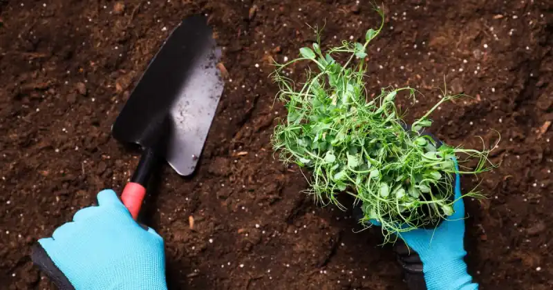 planting microgreens in soil