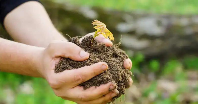 replenish soil