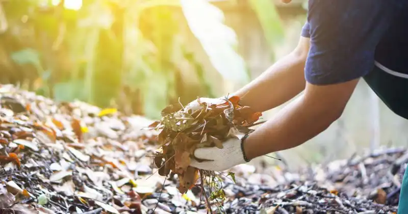 should you mulch a vegetable garden