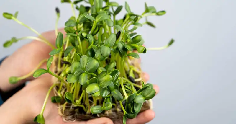 sunflower microgreens benefits