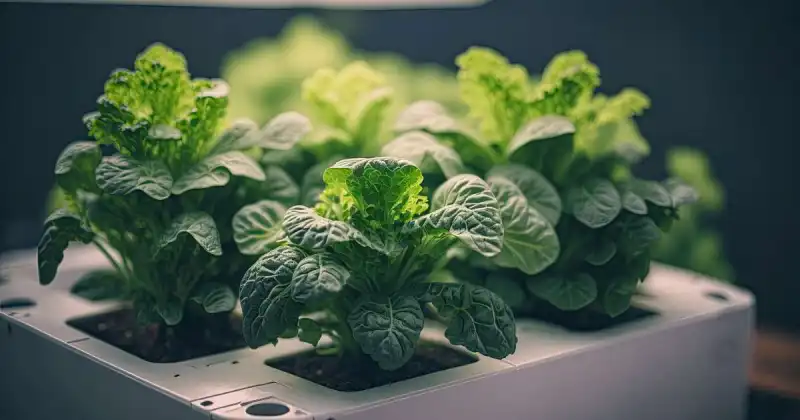 vegetable hydroponics system