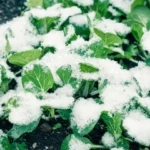young green vegetable plants in garden covered with snow