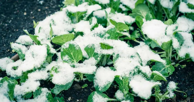 young green vegetable plants in garden covered with snow