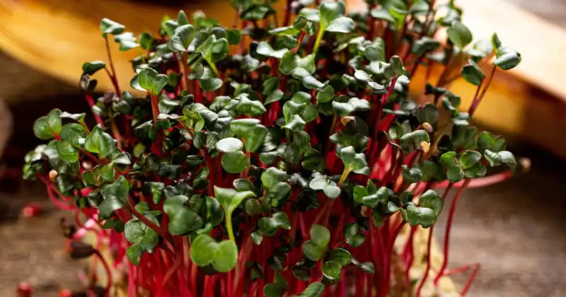 what are the best microgreens