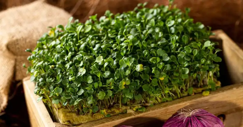 what are the healthiest microgreens