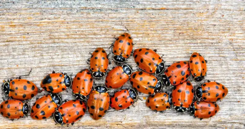 what do ladybugs eat other than aphids
