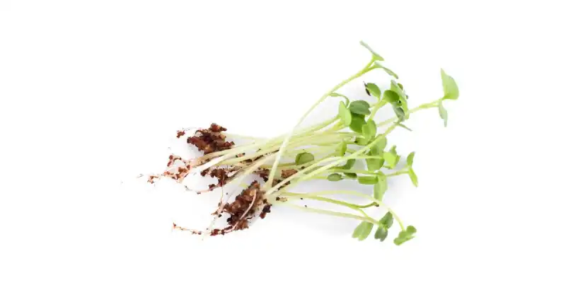 what is the best soil for microgreens