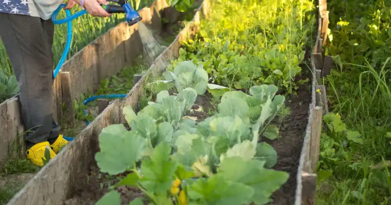 what is the best way to water a vegetable garden