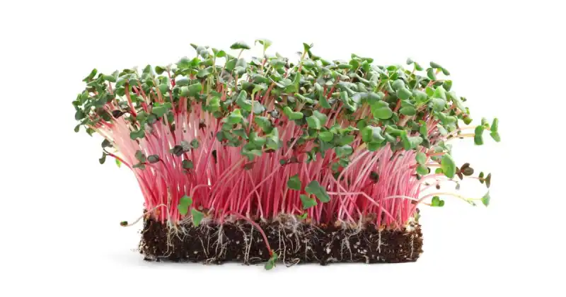 what soil do i use for microgreens