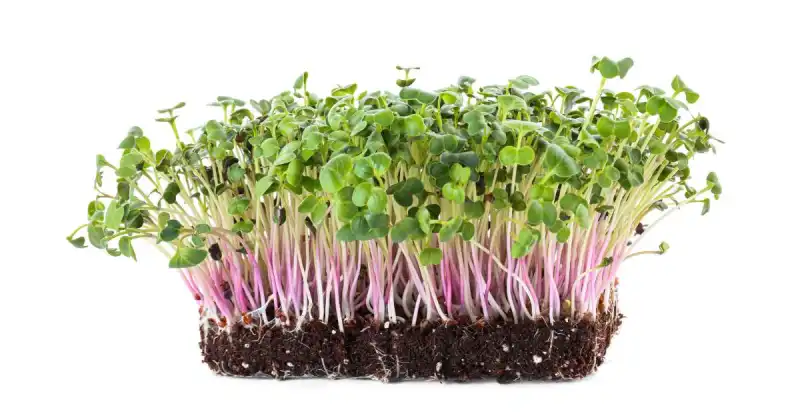 what soil to use for microgreens