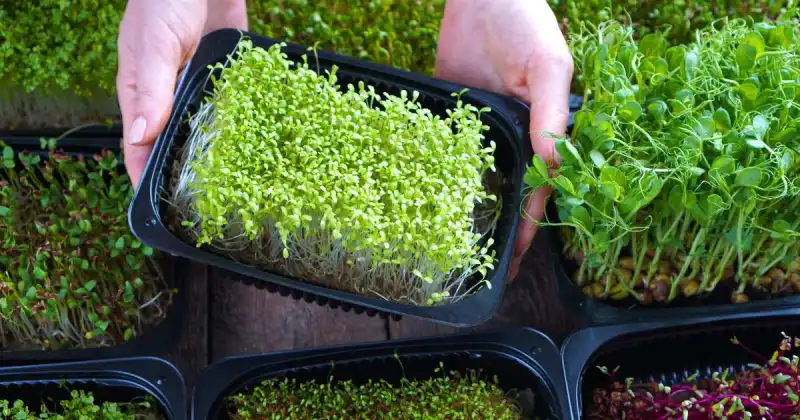 what to do with microgreens after harvest