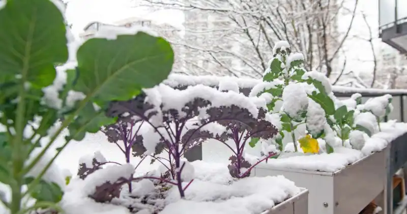 what to grow in winter