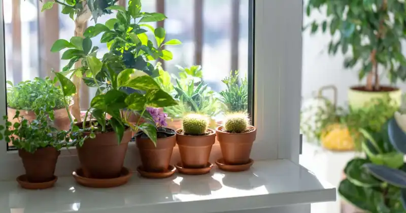 what to grow indoors in the winter