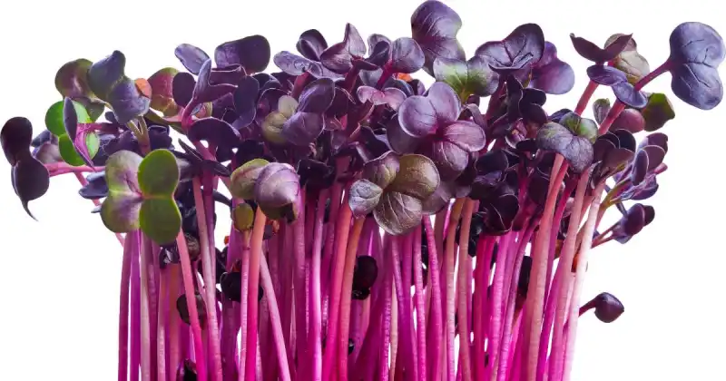closeup of pink and purple microgreens with white background