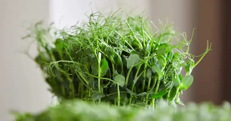 when to harvest pea microgreens