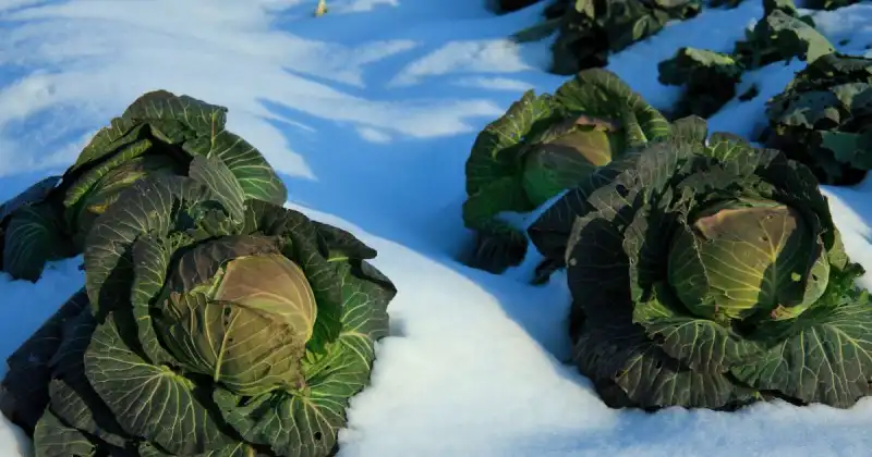 winter vegetables to grow at home