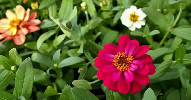 colorful zinnias in garden with natural green background