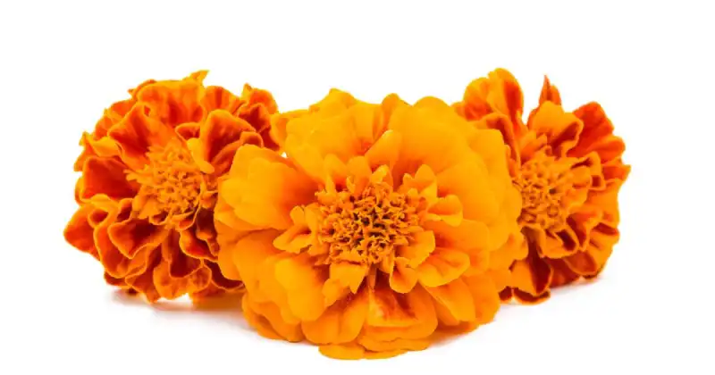 are marigold seeds edible