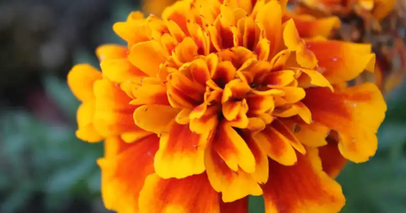 closeup of orange marigold flower blooming in outdoor garden