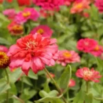 blooming pink zinnias in garden with green foliage