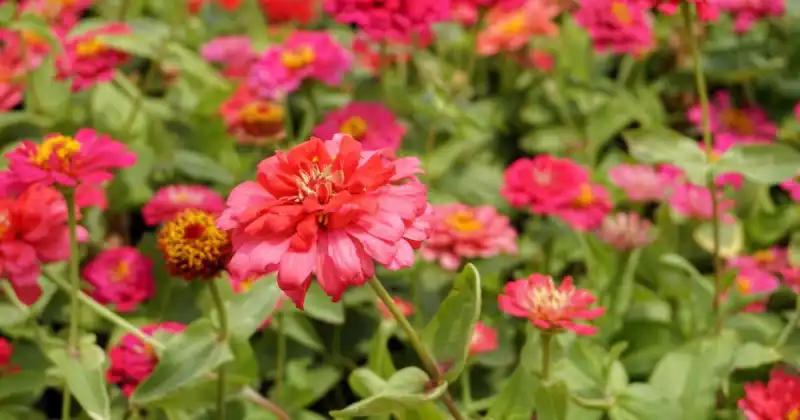 blooming pink zinnias in garden with green foliage