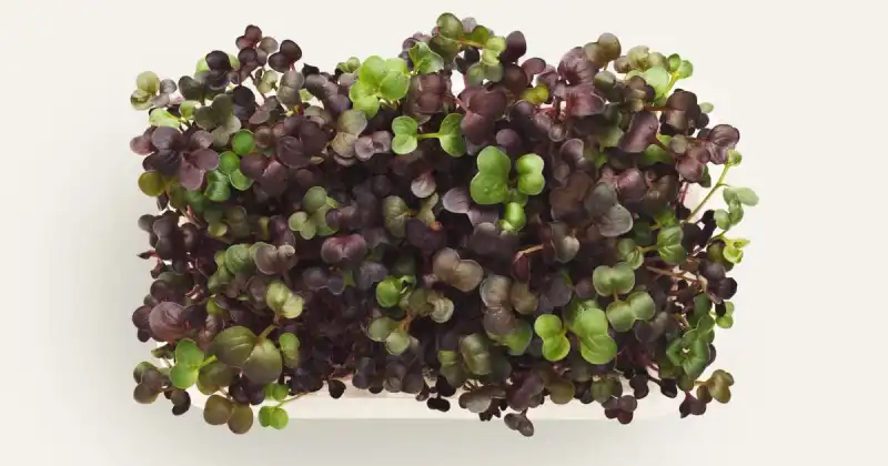 best lights for growing microgreens