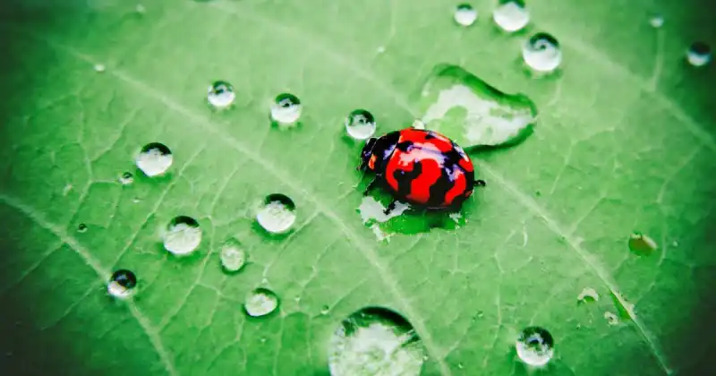 can ladybugs eat spiders
