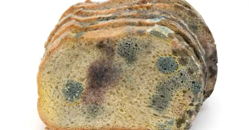 can you compost moldy bread