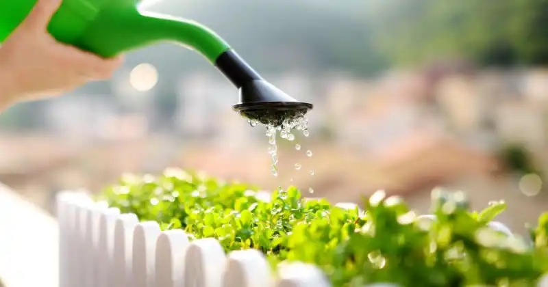 can you grow microgreens outside