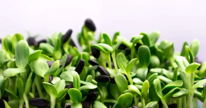 can you grow microgreens to full size