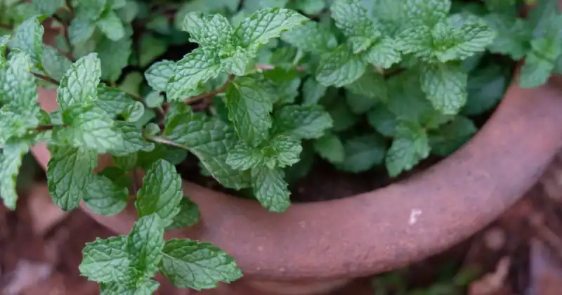 can you plant mint and basil together