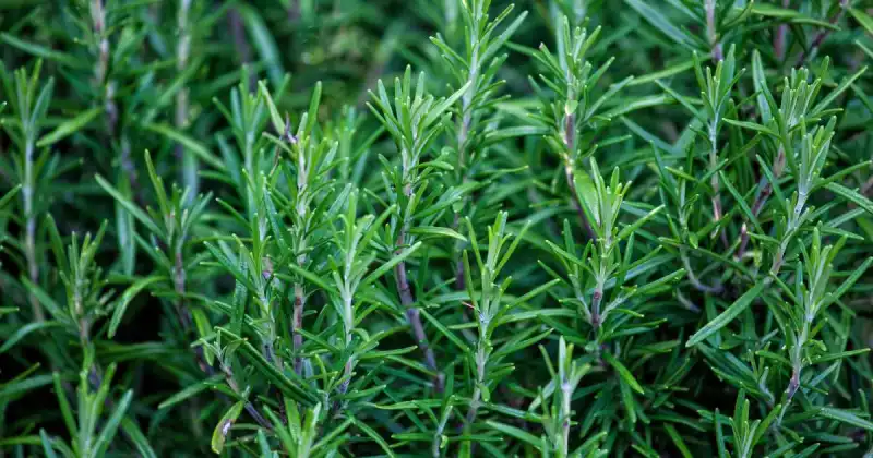 can you plant mint and rosemary together