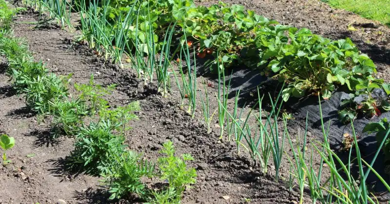 rows of various young green vegetables growing in garden in sunlight dark soil