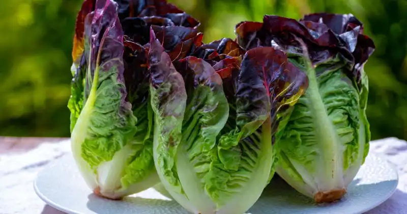 three heads of freshly harvested lettuce on a plate outside