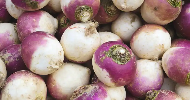 bunch of harvested pink and white turnips from garden